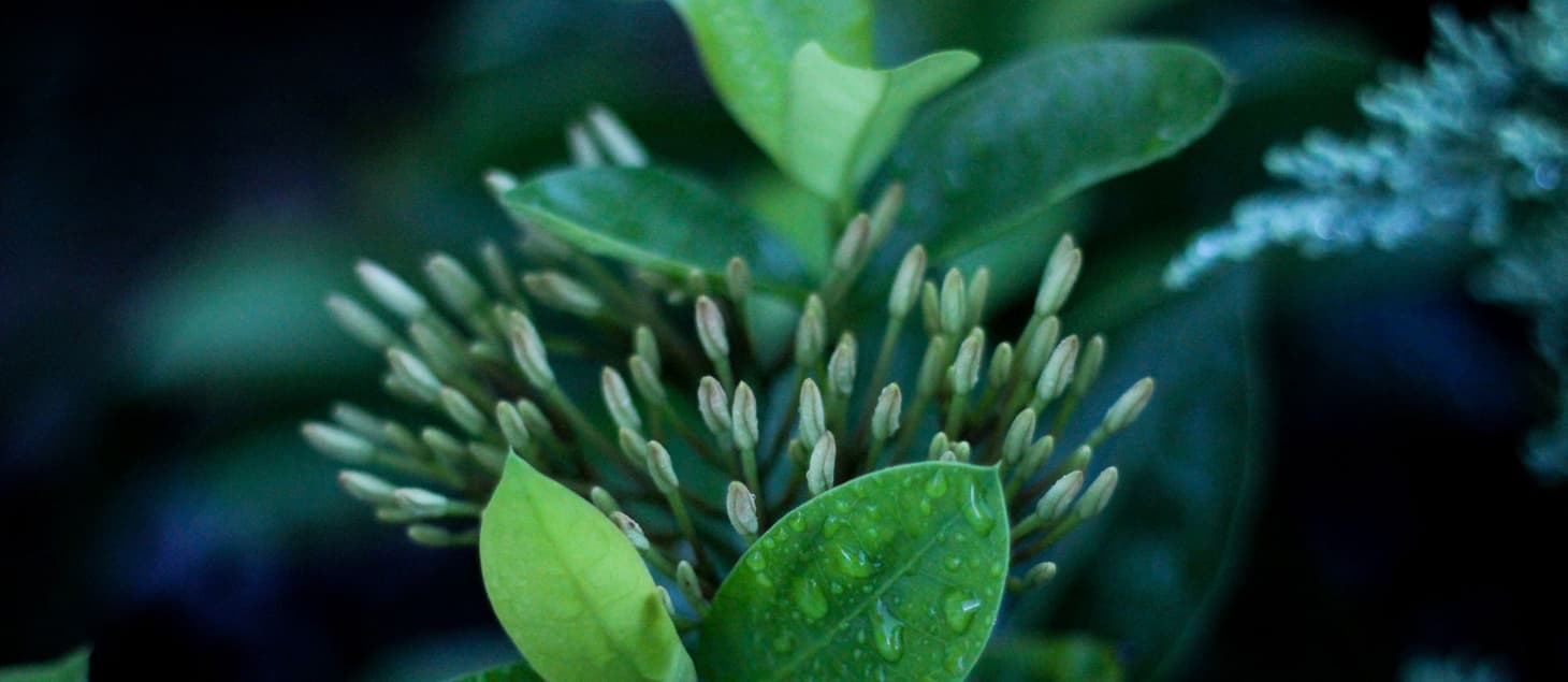 123412345678 plants