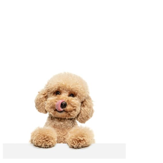 Poodle dog, licking its lips, looking into the camera